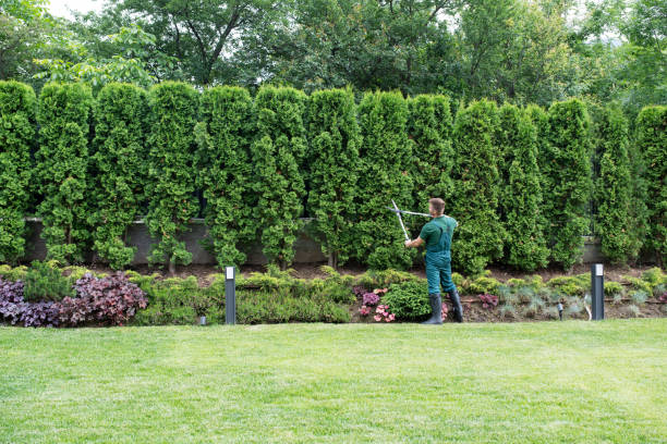 Professional  Tree Services in Chatsworth, IL